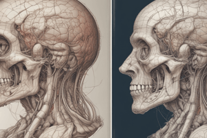 Development of Face and Palate