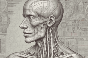 The 12 Cranial Nerves