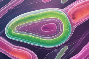 Escherichia coli et infections urinaires