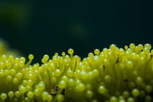 Algae and Microalgae Quiz