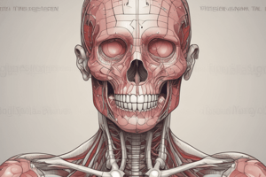 Anatomy of the Thorax