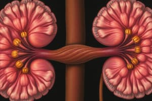 Kidney Function and Filtration