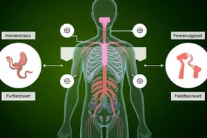 Endocrine System Quiz