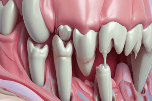 Tooth Dentin Formation Quiz