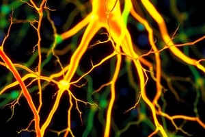 Neuronas Motoras Inferiores y Sistema Piramidal