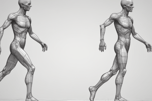 Gait Analysis: Foot Flat Phase