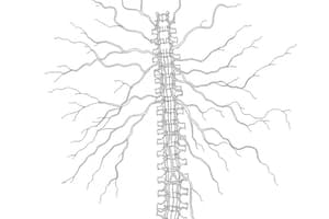 Rappresentazione Somatotopica nel Sistema Nervoso (Fisiologia 72)