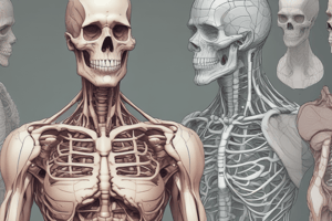 Human Anatomy Basics