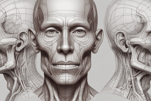 Human Anatomy: Lecture 4 - The Face