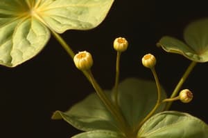 Plant Stem Growth and Meristems