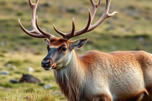 Reindeer and Early Human Survival