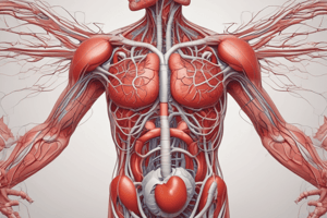 Cardiovascular System 2.2 - Circulation