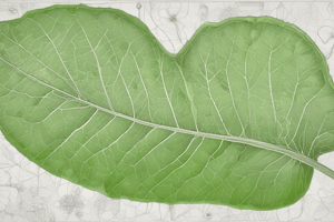 Leaf Structure and Function