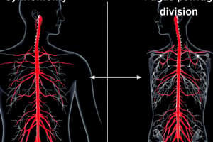 Autonomic Nervous System Overview