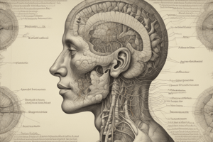 Motor Sistem ve Otonom Sinir Sistemi