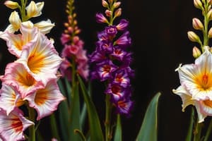 Scientific Cultivation of Gladiolus