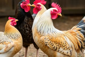 Poultry Behavior and Welfare