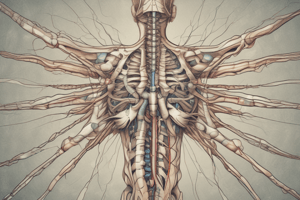 Lecture 4 - Spinal Cord A+P 2