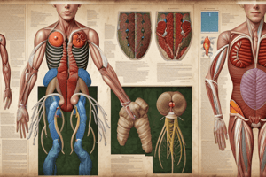 Urinary System Anatomy Terms Matching Exercise