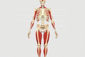 Skeletal System and Joints Quiz