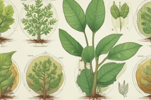 Photosynthesis Overview and Stages