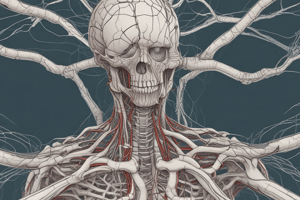 Nervous System Subdivisions and Functions