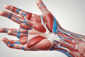 Anterior Aspect of the Forearm and Cubital Fossa Quiz