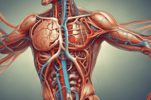 Human Excretory System