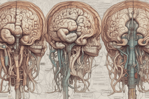 Anatomía del Tronco del Encéfalo