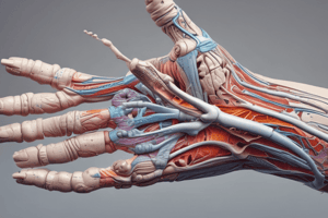 Anatomy of the Hand: Thumb Movements and Carpal Tunnel