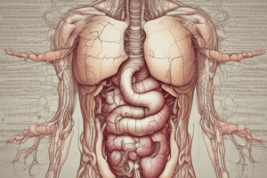 The Digestive System