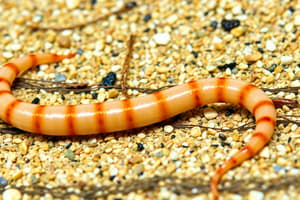 Annelida Phylum Overview