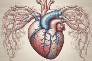 Blood Flow Through the Heart