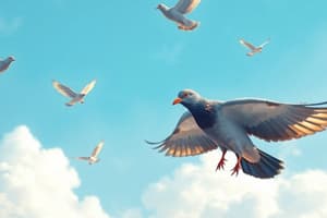 Pigeons Voyageurs et Leur Histoire