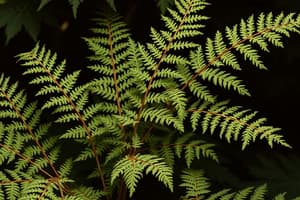 Herbal Remedies: Male Fern & Simple Phenols