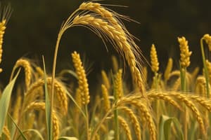 Triticale: Un Cereal Híbrido