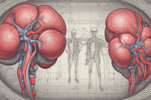 Human Kidney Overview