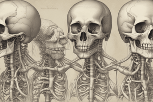 Thoracic Wall Anatomy