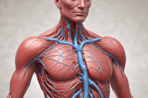 Anatomy of the Cardiovascular System