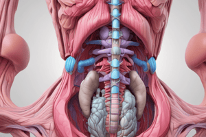 Anatomy of the Prostate Gland