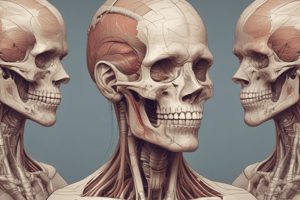 Anatomy of the Hyoid Bone and Cervical Fascia