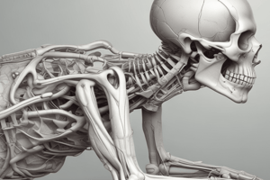 Lumbopelvic Biomechanics and Prone Set-Ups