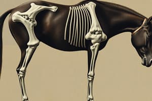 Equine Orthopedic Disorders Quiz