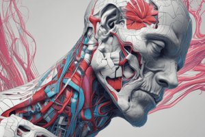 Human Body Anatomy: Head and Face Composition