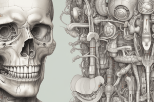 Anatomy of Teeth