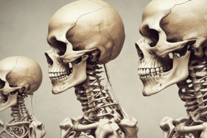 Anatomy of the Mandible Bone