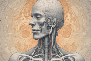 Respiratory System: Structure, Function, and Clinical Correlations