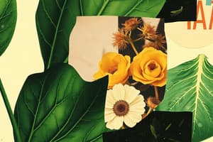 Plant Photosynthesis and Leaf Structure