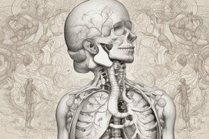 Anatomy Respiratory System # 18 Q