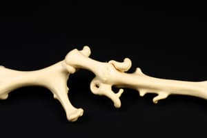 Bone Composition and Development